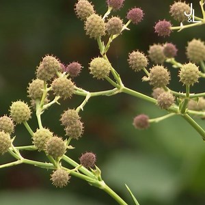 Francis nous présente une plante peu connue dans nos jardins. Un Eryngium à la haute stature et à la floraison tout en exotisme. Laissez vous séduire. 🤩 | Jardins et Loisirs - RTBF
