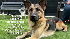SAD UPDATE: OC Animal Care euthanized this great dog, Chandler, on 2/13/24. RIP CODE RED - EUTH LISTED! Two year old, very handsome German Shepherd, Chandler, will need rescue commitment by 2/12/24 or he will be euthanized by OC Animal Care. Chandler originally entered the shelter last November. He was adopted in January and returned on 2/4/24. Male adopter said that Chandler became very protective of him and wife no longer felt comfortable with Chandler. Please share for rescue. Chandler is at 