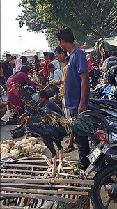 Starlings offered for 150 #shorts