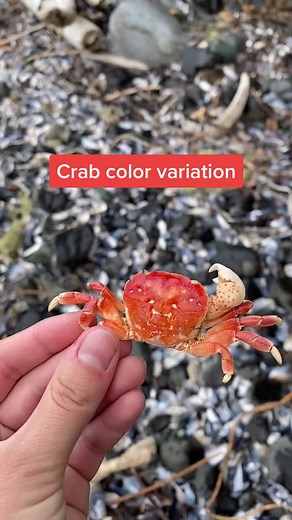 Exploring the Fascinating World of Purple Shore Crabs