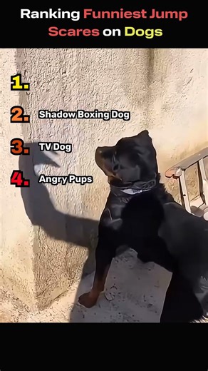 Ranking Funniest Jump Scares on Dogs