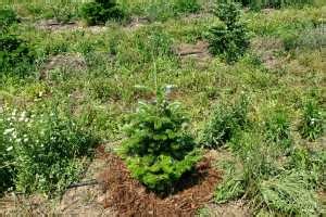 Organic mulching for weed control and mitigating cold stress in Christmas tree production