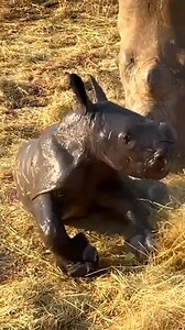 239K views · 732 reactions | A baby white rhino was born at a...