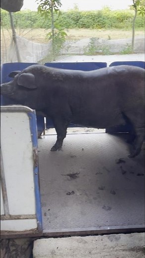 Weighing a Pregnant Sow: Farmer's Pre-Delivery Health Check! 👀