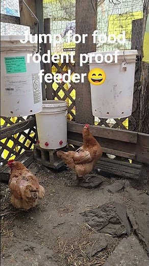 My DIY rat proof supplementary feeder and it works😉 #chickenbreeding #chicken #backyardchickens