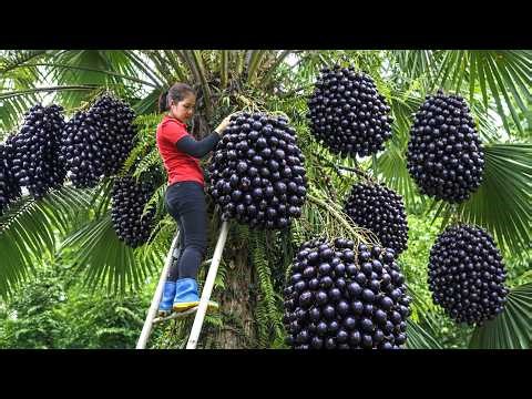 Harvesting 1000 + Kg Special Palm Fruit Cluster To Sell At Market | Tieu Ca Free Bushcraft
