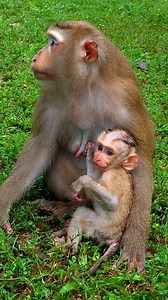 Monkey Luna & baby Lynx. #monkey | John & Parsons