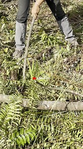 muncul nya u1ar python besar,warga ini ketakut4n |||When a big python sound appeared, these residents were scared | Amar pd