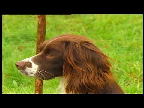 MODERN GUNDOG TRAINING SPRINGER SPANIEL PART 1