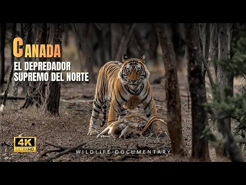 MISTERIOS DEL CANADÁ: Secretos de los Grandes Depredadores del Norte | Documental Completo