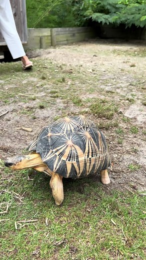 They’re so “friendally” 🤣 #turtle #tortoise #gardenstatetortoise #radiatedtortoise #pets #animals #reptiles