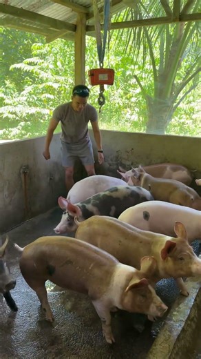 Playing with the pigs. #pig #pigfarming