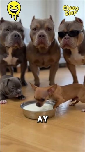 LE ROBO SU LECHITA #parody