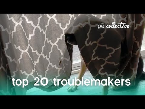 Best Pets of the Year: Top 20 Troublemakers | The Pet Collective