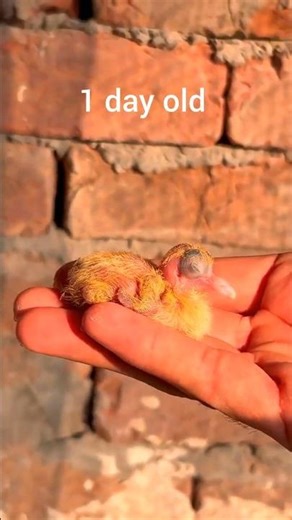 Pigeon Baby Growth | Day 1 to Day 7 Transformation | Amazing First Week Journey #birds #shorts #reel