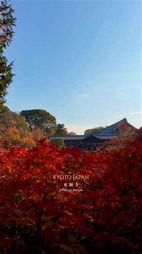 もちまゆ | 京都 着物 風景 グルメ on Instagram: "📍東福寺 京都 ｜Tofuku-ji Temple ⁡ 紅葉で有名な東福寺も綺麗に色づいてました🍁❤️ ⁡ Tofuku-ji, which is famous for its autumn leaves, was beautifully colored as well. 🍁❤️ ⁡ 国宝三門の特別公開も開催中です ！⟡.· この三門に足を運べるのは春の2日間とこの紅葉シーズンだけです🥺 感動でした、、！🥺ᩚ👏🏻 " そうだ、京都行こう。"より⇩ 『600年前桜を全部きりとりました。 春より秋を選んだお寺です。』 かっこいい東福寺😮‍💨🤍🤍 ⁡ The special opening of the National Treasure Sanmon Gate is also happening now! ⟡.· You can only visit inside this gate for two days in spring and during the autumn foliage seaso