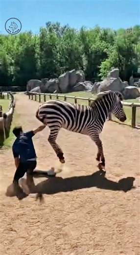 Guy Climbs Fence and Rides a Zoo Zebra for One Second #wildlife #animals #viralvideo #funny