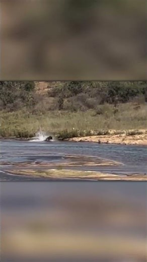 No Mercy — Lion Takes Down Wildebeest Fast!