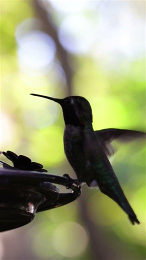 Cool humming sound from a male humming bird #hummingbird #backyard #therapy