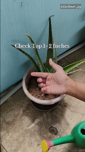 How Often Should You Water in Summer? #wateringplants #containergardening