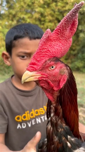 unique aseel breed #ayam #aseelmurga