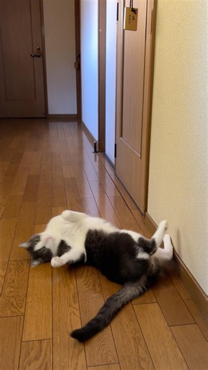 壁けり