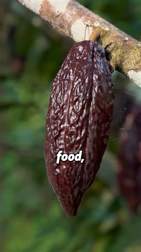 Can Chocolate regenerate stem cells?! 🍫 @drwilliamli explains how cacao can stimulate stem cells to migrate to various sites of repair and regeneration throughout the body. Cacao is the core ingredient in chocolate and is produced from the beans of cacao tree through a process of fermentation, drying and roasting. Clinical studies have shown that men in their sixties with heart disease, who drank 2 cups of dark hot cocoa per day for a month, doubled their stem cells and significantly improved t