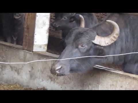Farm Buffalo observations 3