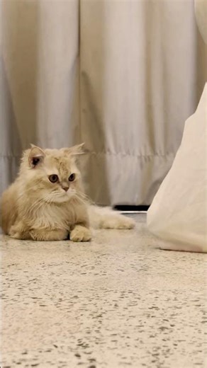 Simba’s Vlog Day 08 #catshorts #catvlog #cat #kidsshorts