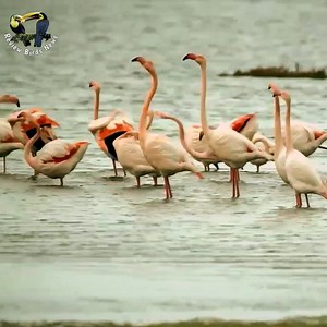 460K views · 4.9K reactions | These Flamingos Have Sweet Dance Moves Wild Argentina | Review Birds News | Facebook