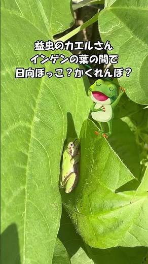『つるありインゲン育て方』有効期限切れでも無事に収穫迎えました！ #家庭菜園 ＃無農薬でとっても美味しい＃shorts