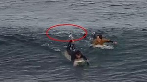 ,SURFER, 23, PUNCHES SHARK DURING HORRIFYING ATTACK, , ,