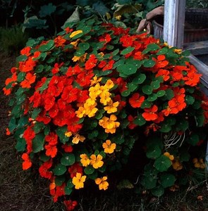 Tall Mix Nasturtium Seeds: Heirloom Edible Flowers for Hanging Baskets - Etsy