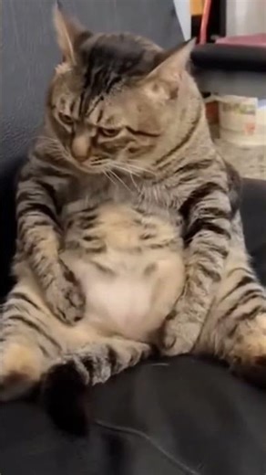 Meet the World's Fattest Cat: You Won't Believe This Adorable Belly! 🎉🐱