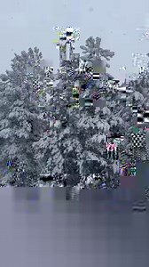 452K views · 568 reactions | A gang of elk chillin’ in the snowy meadow at Greer Lodge Resort & Cabins. | Greer Lodge Resort & Cabins | Facebook