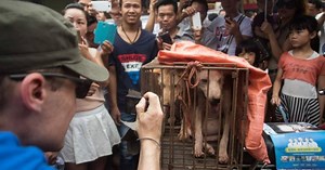 Inicia el polémico festival de carne de perro en China