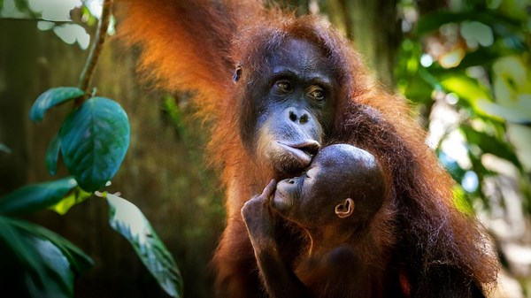 Erlebnis Erde: Orang-Utans – So nah wie nie