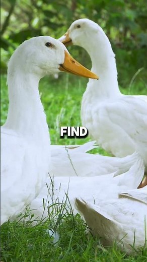 Duck Facts You Never Knew #duckfacts #wildlife