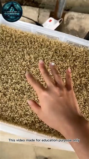 Farmers Release Crabs in Rice Fields 😱 | Amazing Natural Farming Secret #tamil #education