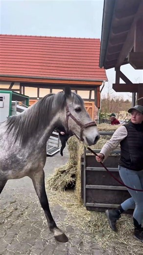 VIEHHANDEL? Gesehen. Gerettet. Geliebt #horse #rettung #equestrian #reitsport #pferde