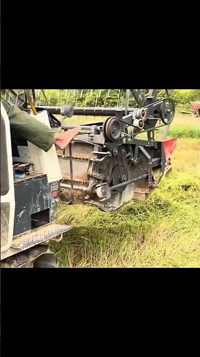 Cambodia’s fertile plains are perfect for rice cultivation.#farming#agriculture#agriculturestomaches