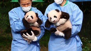 A South Korean zoo unveiled the names of baby giant panda twins on Thursday (October 12), ahead of their 100th-day birthday on Saturday (October 14). | KIRO 7 News