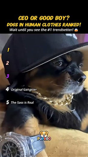 Ranking Dogs in Human Clothes (Hilarious Outfits!) 😂 #Shorts #USA #FunnyDogs