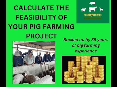 Calculate the feasibility of pig farming before starting