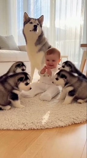 Baby Leads a Husky Choir – Funniest Howl Ever 😂