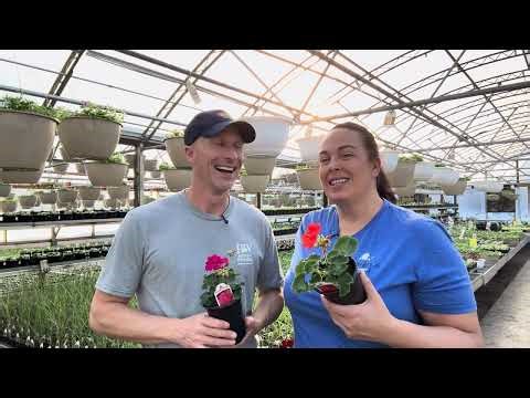 The Secret to Healthy Geraniums (Watering, Roots & Airflow)