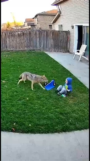 195K views · 621 reactions | CCTV footage Coyote Attacks Child in Backyard #CCTVFootage, #AnimalAttack, #Backyard #ViralVideo #trendingnow #Reels #viral #trending #fyp | Inspiring Story | Facebook