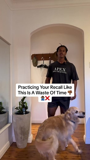 Dog training, just like anything else in life has several different paths to the same destination. However, practicing your recall from a stay is not one of those paths. In my experience, to practice recall in this way predominantly is incredibly unrealistic and ends up being a giant waste of time. You want to practice in a way that mimics real life situations if that’s what you are training for 👌🏾😊 #dog #dogtraininglife #dogtrainer #dogtrainingtips #dogtrainingadvice #dogsofttiktok #golden