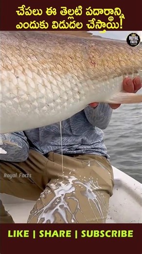 The Secret of Fish White Substance! 🐟 #youtubeshorts #ytshorts #viral