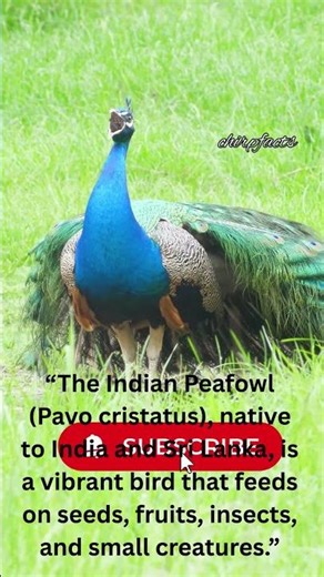 peacock sound #shorts #youtube short #short video #peacock #chirpfacts #birdsounds #birdfacts